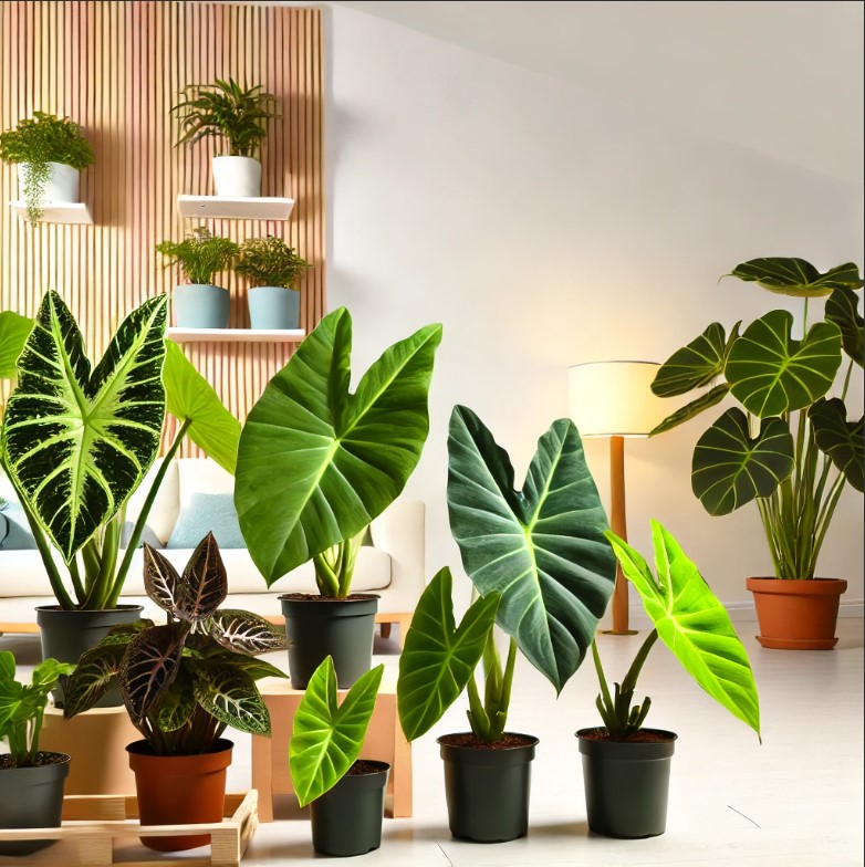 Alocasia ‘Regal Shields’: The Statement Plant All Homes Need