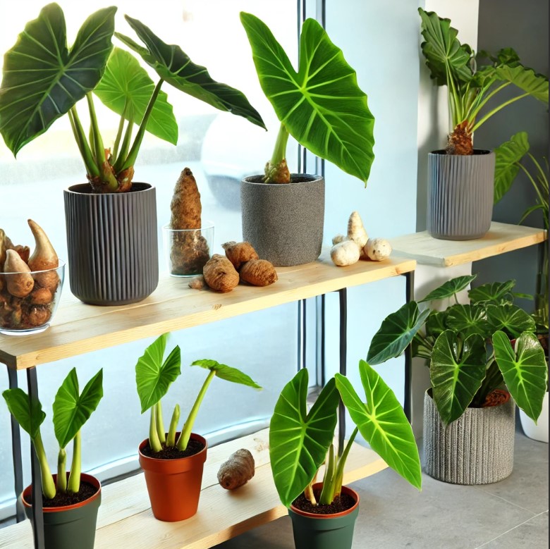 Who This is For: Home decorators and plant lovers